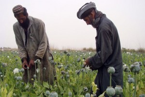 avganistan-mak-opijum